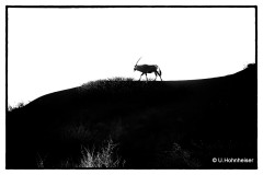 Oryx-Silhouette