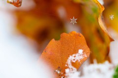 Johannes_Schmieg_QW1-2020_gefangene_Schneeflocke_Thema_Winter_Annahme