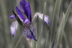 Ulrike_Hohnheiser_Iris