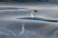 Franz_Vielhuber_Am_Ohridsee