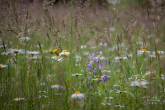 Johannes_Schmieg_Blumenwiese