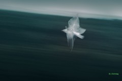 Johannes_Schmieg_Traumvogel