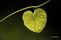 Reinhard_Neumann_Junges-Blatt