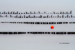 Ulrike_Hohnheiser_Aufgereiht