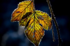 Ulrike Hohnheiser-Herbstlicht