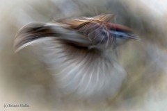 Vogelflug