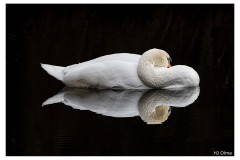 Ruhender Schwan