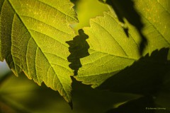 Irritierender Schatten