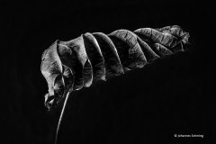 Welkes Blatt