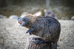 Grosse Wäsche