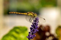 Libelle