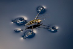 Wasserläufer