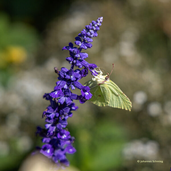 Augsburg - Botanischer Garten