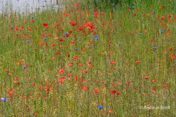 Andreas_Seidl_Mohnblumenfelg_Amerang~0