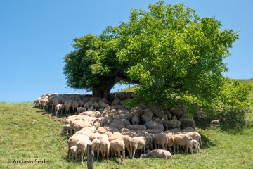 Schafe, die an einem heißen Sommertag verzweifelt nach Schatten suchen