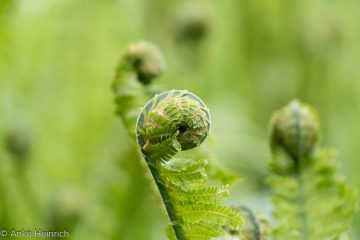 Anke_Heinrich_Farn_DSC00290