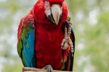Anke_Heinrich_Papagei_DSC04497