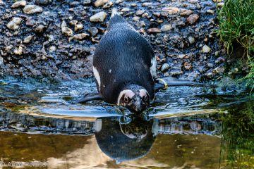 Anke_Heinrich_Pinguin_DSC01820