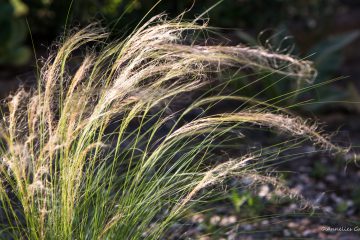 Annelies_Grasenack_Federgras_im_Wind_P4B7511_28229