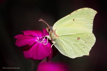 Annelies_Grasenack_Zitronenfalter_P4B0222