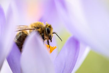 Die Insekten besuchen intensiv die Frühblüher