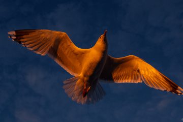 Im Abendlicht