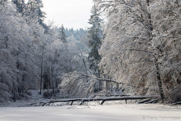 Franz_Hohnheiser_Windbruch_0745