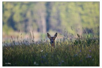 Hermann-Josef_Olma_18x12_Bambi_02_2025a_MG_3270