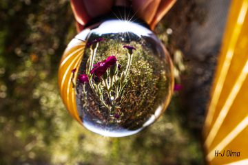 Hermann-Josef_Olma_Lensball_2025aIMG_8674