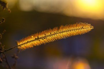 Johannes_Schmieg_Borstenhirse_81A4453~0