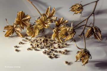 Johannes_Schmieg_Hibiskus_81A2184-2202S