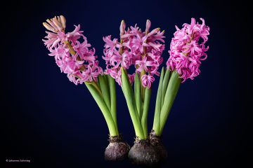 Johannes_Schmieg_Hyazinthe_81A0776