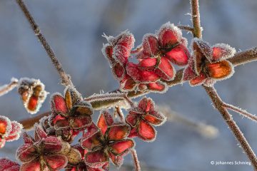 Johannes_Schmieg_Pfaffenhuetchen_81A5011-24S