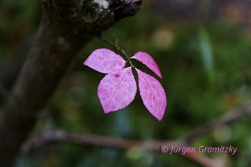 Juergen_Gramitzky_MG_2118_LoRes_c