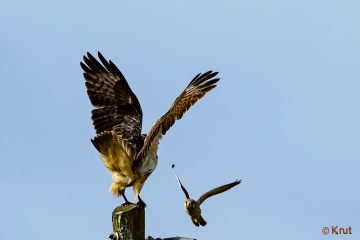 Knut_Bartsch_Turmfalke_verteidigt_Revier_KBA_4937