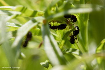 Marion_Wolf-Kipfelsberger_Ameisen_250705_MWK_1313