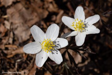 Marion_Wolf-Kipfelsberger_Buschwindroeschen_260322_MWK_4031