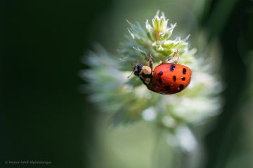 Marion_Wolf-Kipfelsberger_Marienkaefer_250615_MWK_1242