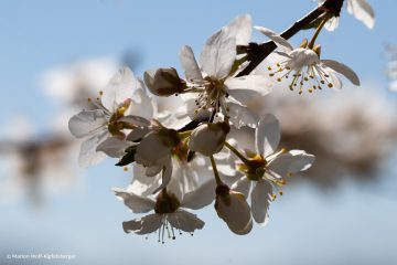 Marion_Wolf-Kipfelsberger_Mirabellenblueten_250404_MWK_0885