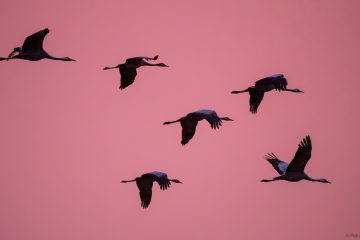 am rosaroten Mrogenhimmel auf dem Darß
