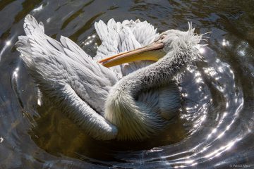 im Augsburger Zoo