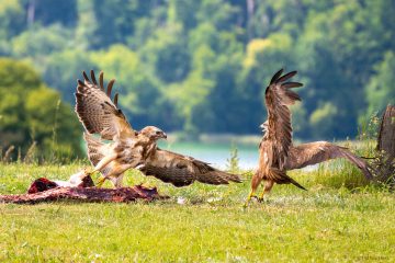 Bussard verteidigt den Köder gegen einen Schwarzmilan