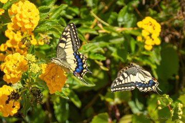 Stefan_Krischke__2_Schmetterlinge_-_Belmonte_Calabro