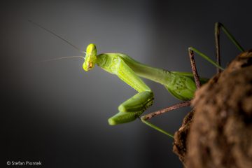 Stefan_Piontek_Gottesanbeterin