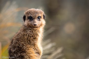 Stefan_Piontek_Zoo-3
