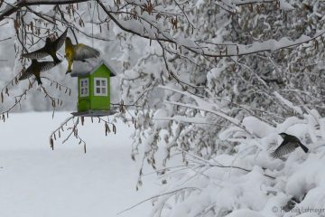 Theresia_Lohmeyer_DSC_1822