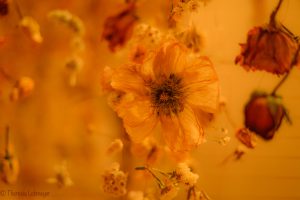 Theresia_Lohmeyer_FLOWERS_FOREVER_L06_1800