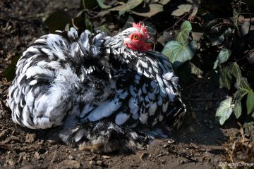 Theresia_Lohmeyer_Henne_DSC_1873