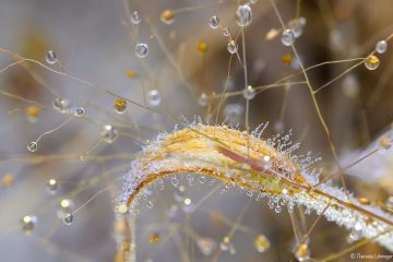 Theresia_Lohmeyer_Hirseart_mit_Tau_DSC_0501_3