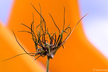 Theresia_Lohmeyer_Knoblauchbluete_LZ6_8336